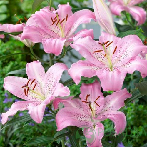 картинка Лилия Josephine 