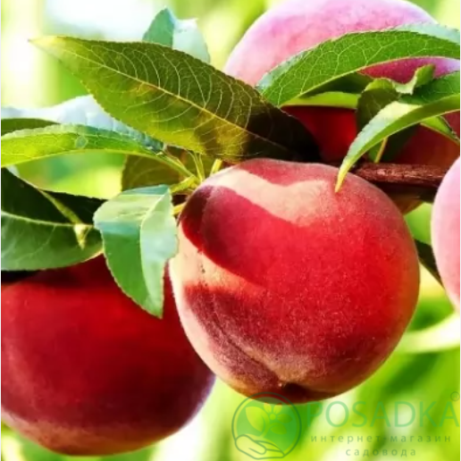 картинка Персик Роял Ли 