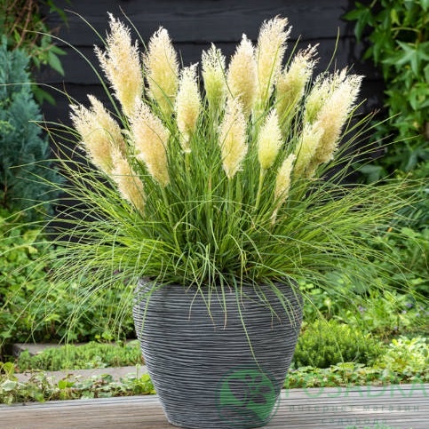 картинка Кортадерия Селло Tiny Pampa картинка Кортадерия Селло Tiny Pampa