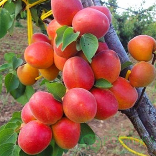 картинка Абрикос Фарбели (Farbaly) 