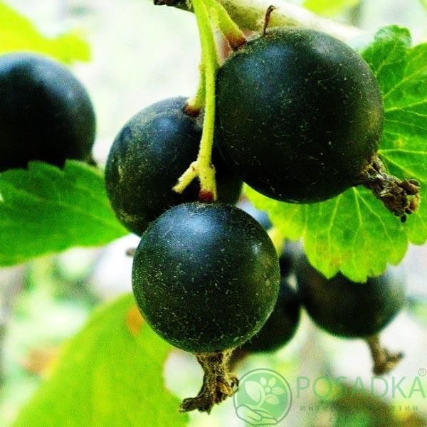 картинка Йошта Рекст (Rext) 