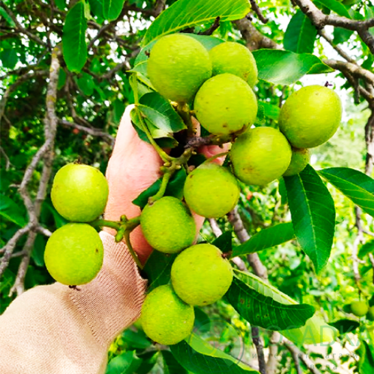 картинка Грецкий орех Идеал (2 летний) 