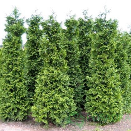 картинка Туя складчатая Гельдерлэнд С5  картинка Туя складчатая Гельдерлэнд С5