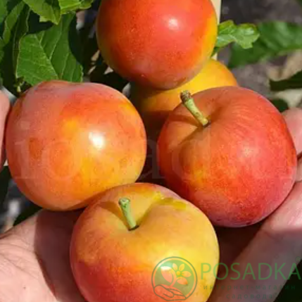 картинка Колоновидный гибрид сливы и персика Сливовый нектарин 