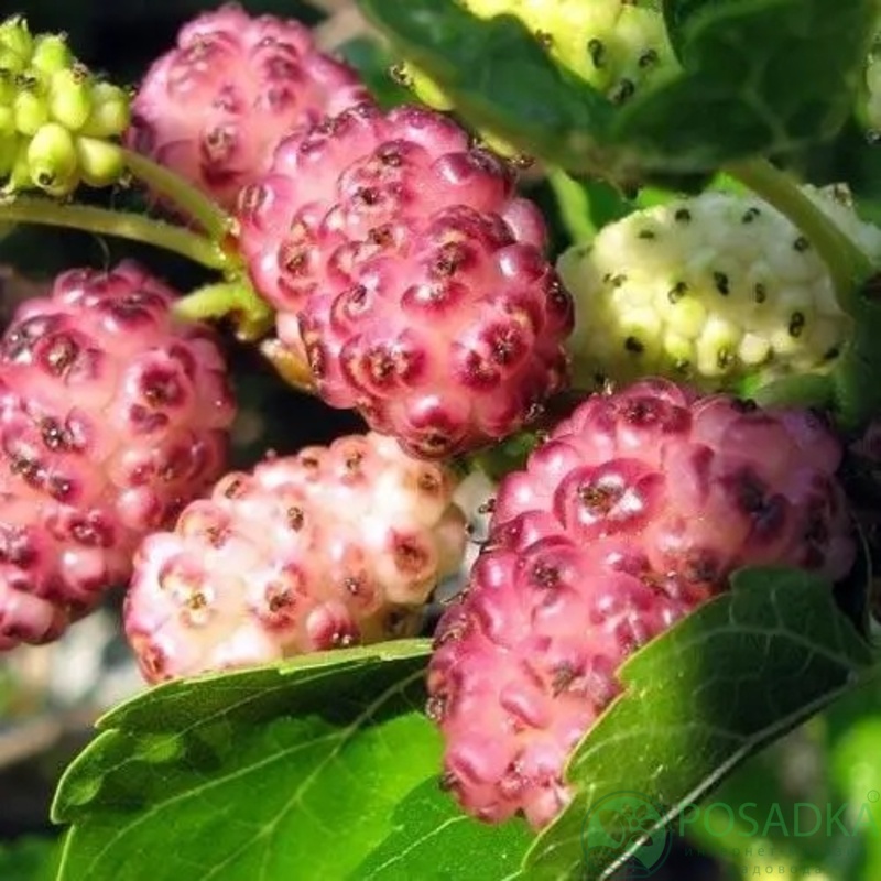 картинка Шелковица розовая Виктория 