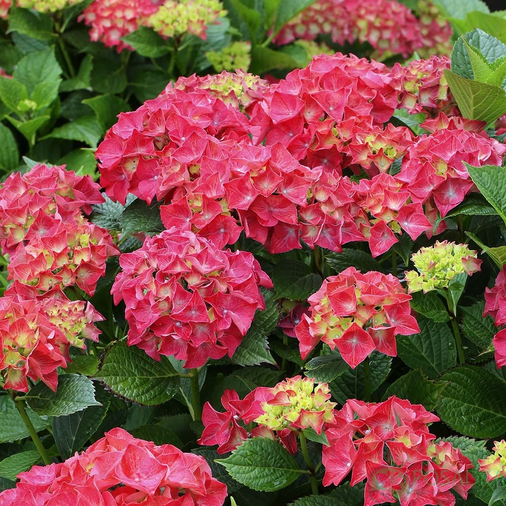 картинка Гортензия крупнолистная 2-х летняя Saxon Moritzburg С2 