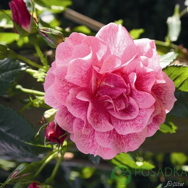 картинка Роза плетистая Камелот 