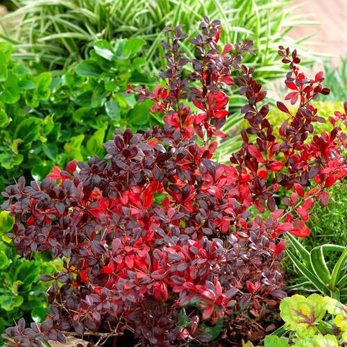 картинка Барбарис средний Red Jewe (Ред Джевел) 