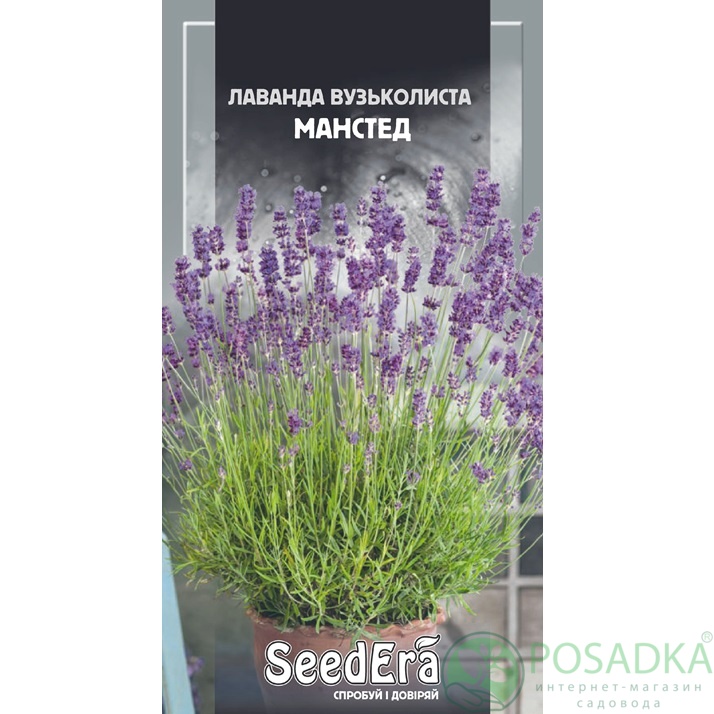 картинка Семена Лаванда английская Узколистная Манстед 0,1 г, SeedEra 