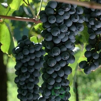 картинка Виноград Дорнфелдер (винный) 