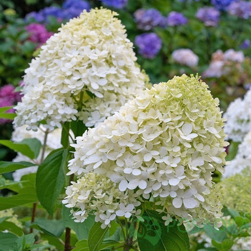 картинка Гортензия метельчатая Grandiflora 