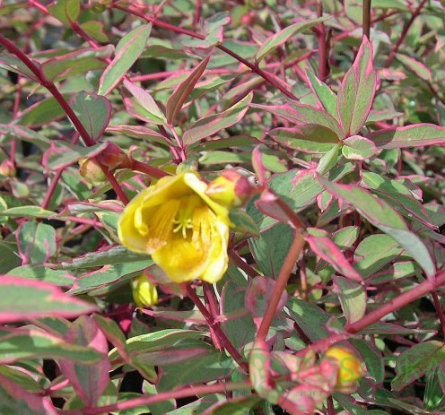 картинка Зверобой Мозера Tricolor  картинка Зверобой Мозера Tricolor