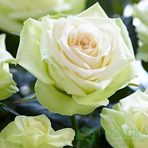 картинка Роза миниатюрная Хонора 