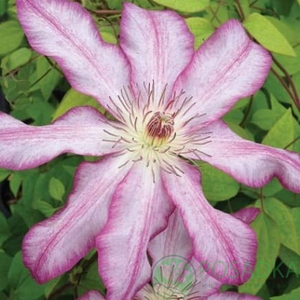 картинка Клематис Tae 