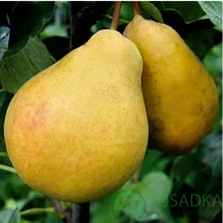 картинка Груша Саксония Эккехард 