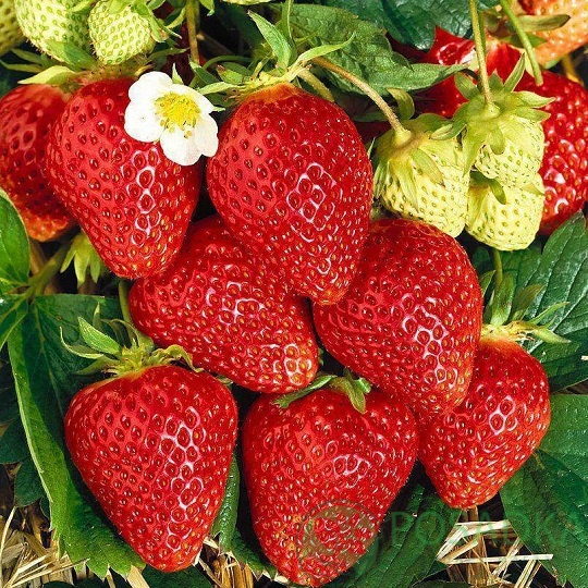 картинка Клубника Джайв 