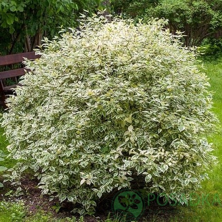 картинка Дерен белый Элегантиссима 