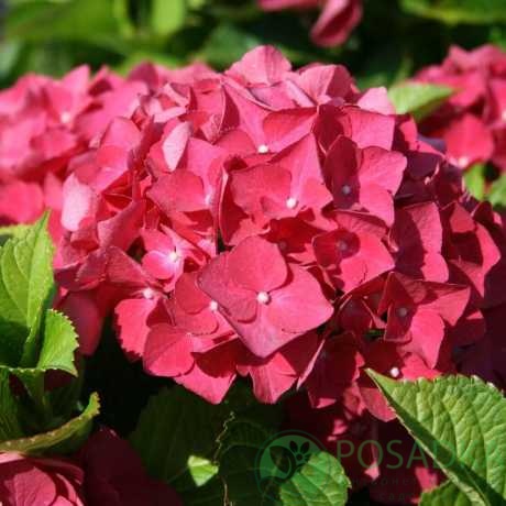 картинка Гортензия крупнолистная Hornli С5 