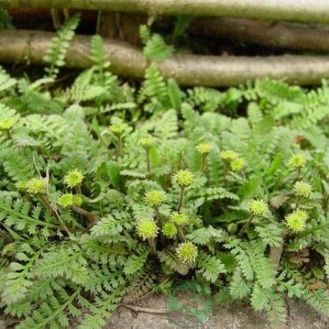 картинка Лептинелла Squalida (Ладонник) 