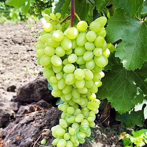 картинка Виноград кишмиш Гелиодор 