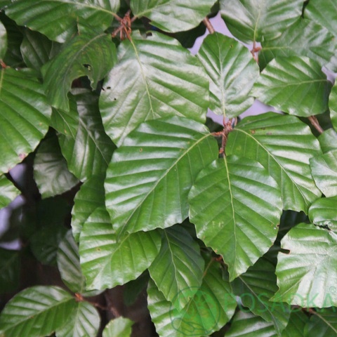 картинка Бук лесной Fagus silvatica 5л 