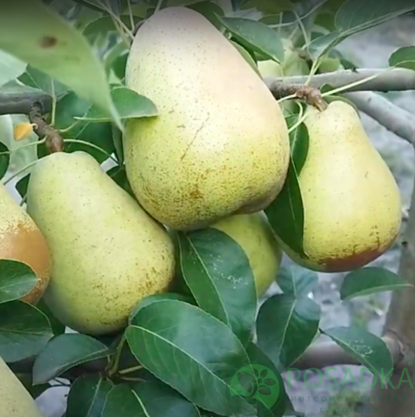 картинка Груша Говерла 