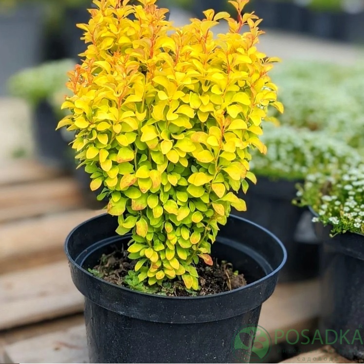 картинка Барбарис Тумберга Yellow Bird 