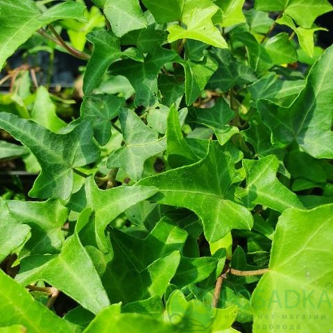 картинка Плющ обыкновенный Pedata  картинка Плющ обыкновенный Pedata