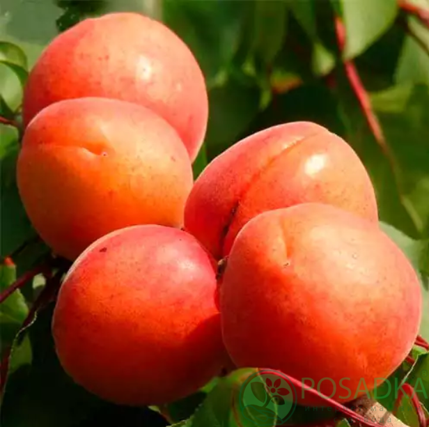 картинка Абрикос Свит Ред (Sweet Red) 