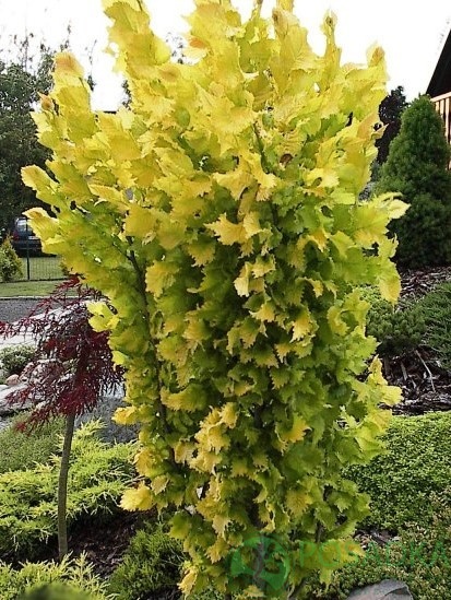 картинка Вяз голландский Вредей 