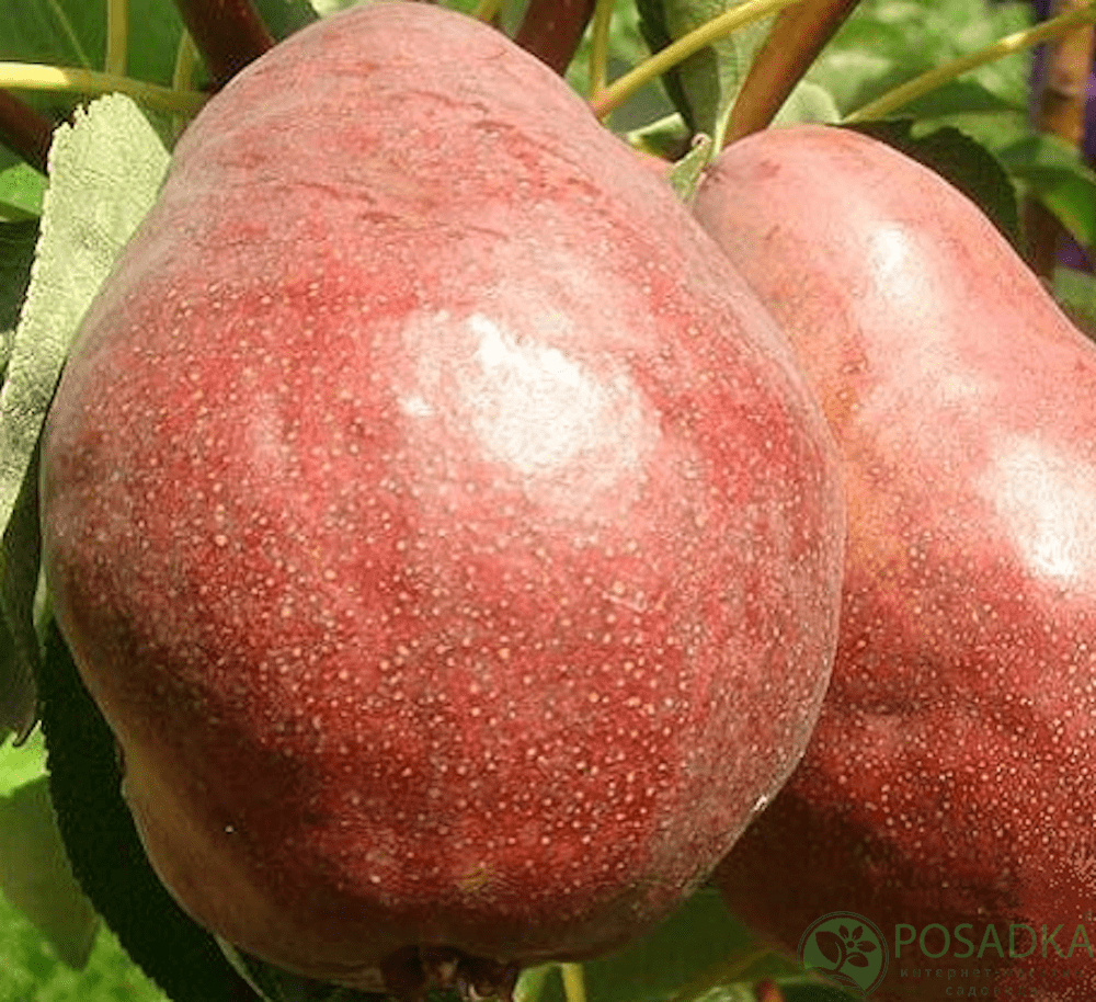 картинка Груша Киргизская зимняя 