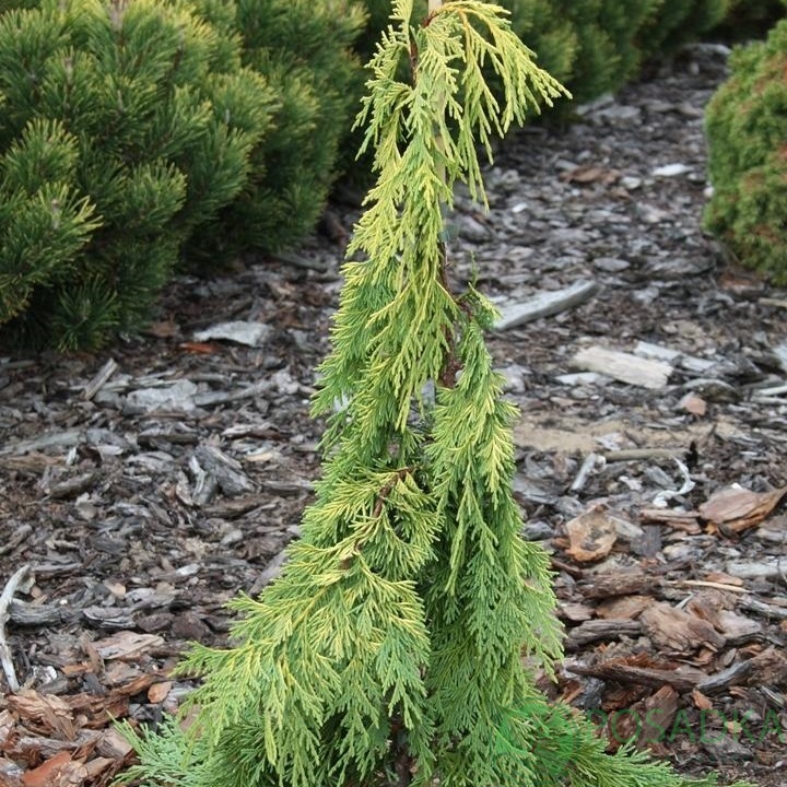 картинка Кипарисовик нутканский Golden Waterfall  картинка Кипарисовик нутканский Golden Waterfall