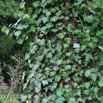 картинка Плющ обыкновенный Woerner 