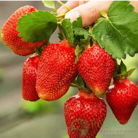 картинка Клубника Colossus 