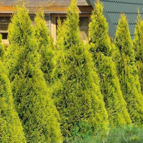 картинка Туя западная Санни Смарагд 