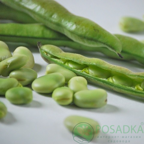 картинка Семена Бобы Хангдалн 10шт, SeedEra 