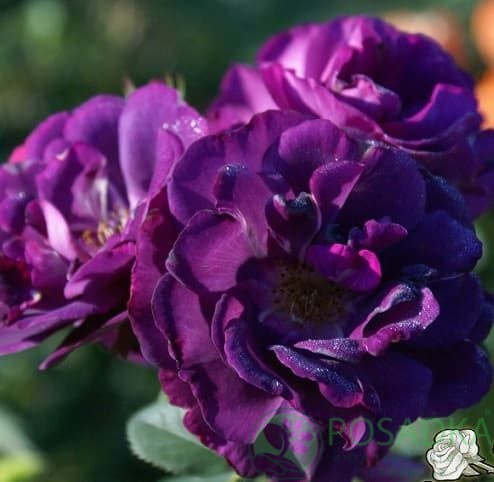 картинка Роза парковая Рапсодия ин Блю С2 