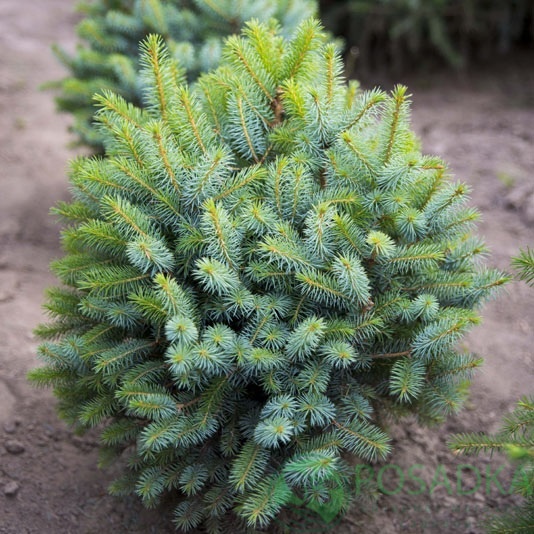 картинка Ель ситхинская (Picea sitchensis) C2 