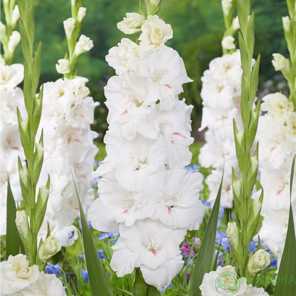 картинка Гладиолус Decadent  картинка Гладиолус Decadent