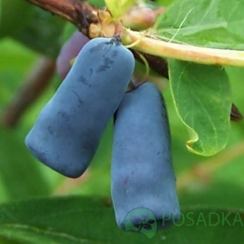 картинка Жимолость съедобная Синичка 