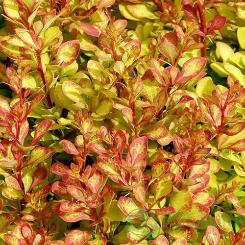 картинка Барбарис Тумберга Диаболикум (Diabolicum) 