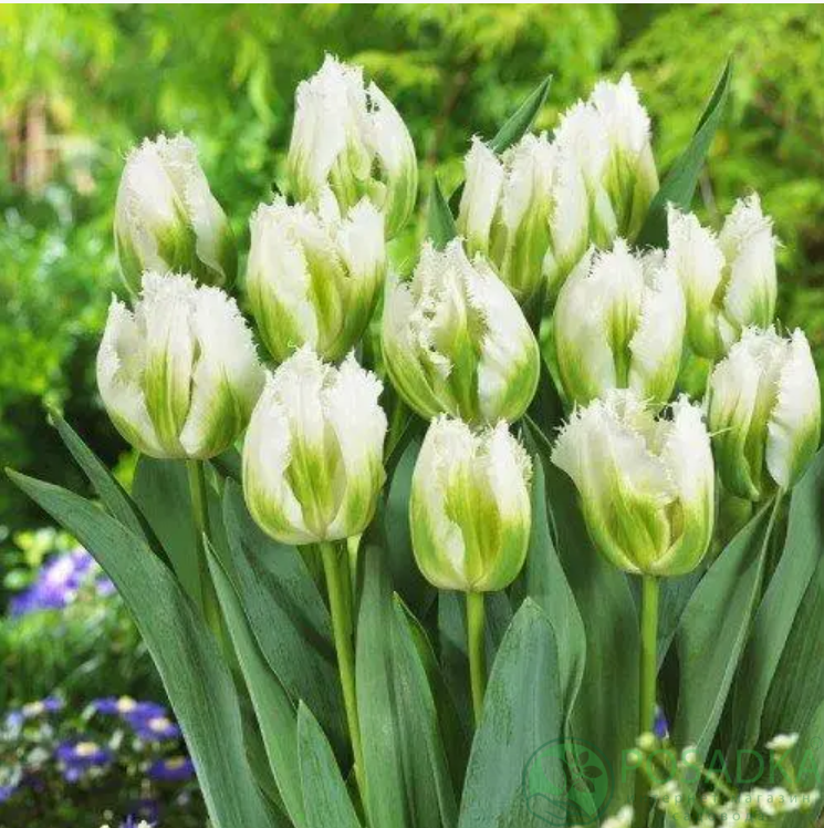 картинка Тюльпан Sweet Valley 