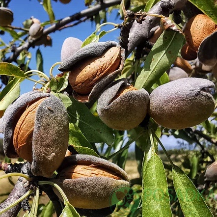картинка Миндаль Нонпарель  картинка Миндаль Нонпарель