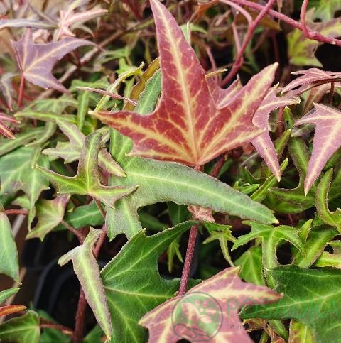 картинка Плющ обыкновенный Старлинг  картинка Плющ обыкновенный Старлинг