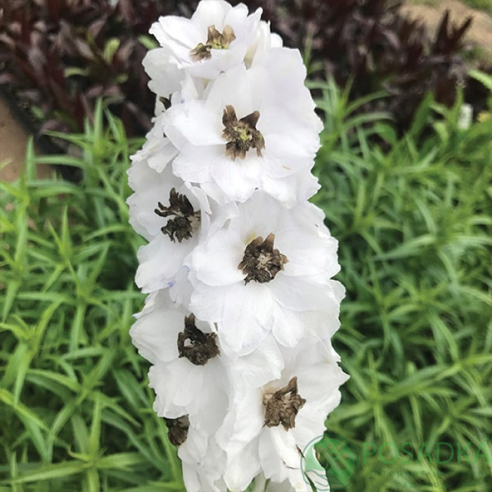картинка Дельфиниум Magic Fountains White Dark Bee 