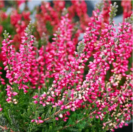 картинка Вереск обыкновенный Red Marlies 