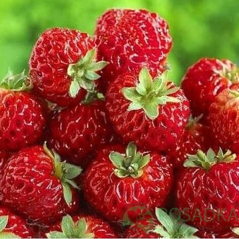 картинка Клубника Фрамберри 