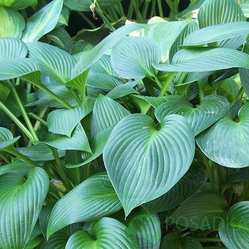 картинка Хоста Devon Green (контейнер р9) 