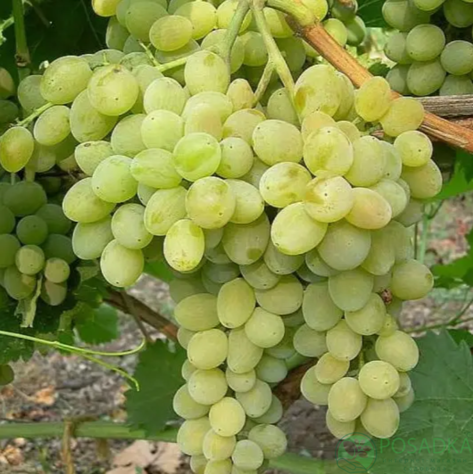 картинка Виноград Подарок Днепру  картинка Виноград Подарок Днепру