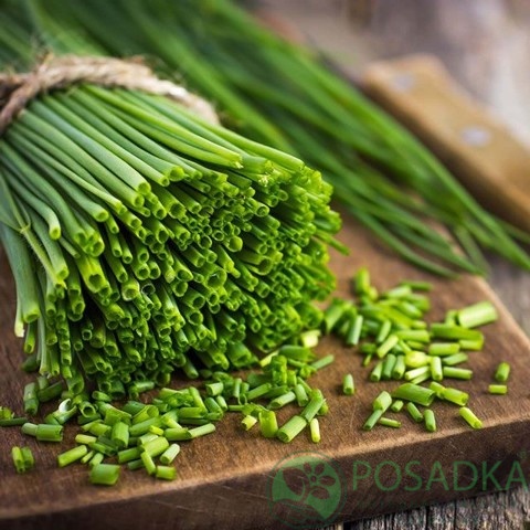 картинка Семена Лук Шнитт, 1гр, SeedEra 